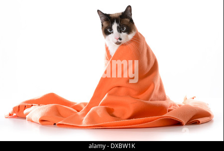 Chat sous des capots - ragdoll assis sous couverture orange sur fond blanc - mâle Banque D'Images