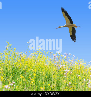 Cigogne blanche volant dans ciel bleu clair sur le champ au printemps les herbes pour copier-space Banque D'Images
