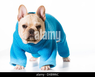 Il porte manteau - bouledogue français porte manteau bleu isolé sur fond blanc Banque D'Images