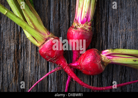 Candy stripe rouge miniature bio betteraves brutes Banque D'Images