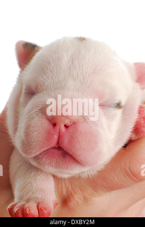 Chiot bouledogue - une semaine sur fond blanc Banque D'Images