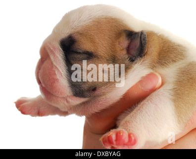 Chiot nouveau-né - mains tenant une semaine vieux chiot Bouledogue anglais Banque D'Images