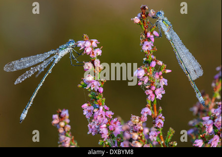 Lestes sponsa Banque D'Images