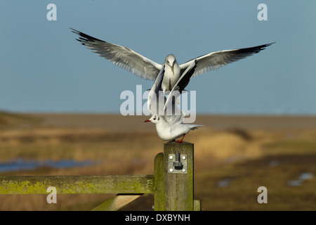 Goéland cendré Larus canus atterrissage sur piquet et le déplacement de mouette Hiver Norfolk Banque D'Images