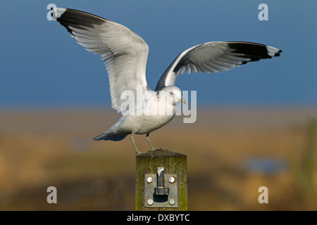 Le Gull Larus canus débarque sur un poste de clôture à Winter Norfolk Banque D'Images