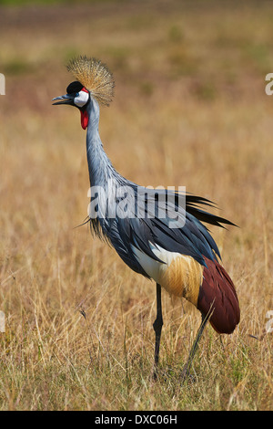 Grue couronnée dans l'herbe en Tanzanie Banque D'Images