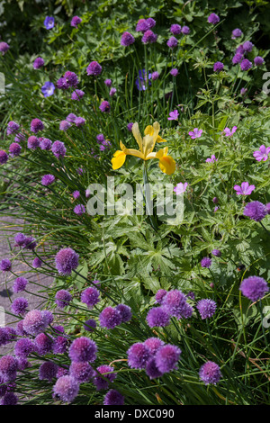 En bordure du jardin de l'iris Banque D'Images