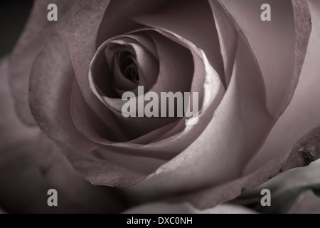 Seul désaturés rose rose en macro-vision Banque D'Images