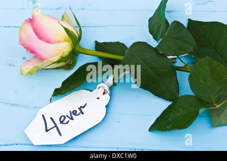 Une rose rose sur un fond bleu et une étiquette personnalisée disant '4 ever'. Parfait pour les amoureux et pour la Saint Valentin. Banque D'Images