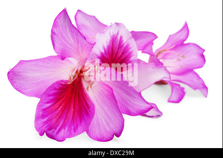 Magnifiques fleurs roses de l'arbre aux papillons sur blanc.Shallow DOF Banque D'Images