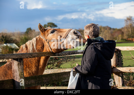 Couple de personnes âgées en riant et s'amusant de flatter un cheval dans un enclos par une froide journée d'hiver ensoleillée comme ils jouissent de la liberté de leur retraite Banque D'Images