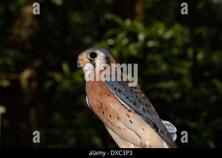 La Crécerelle d'Amérique (Falco sparverius), est parfois connu sous le nom de l'épervier, est un petit pèlerin Banque D'Images