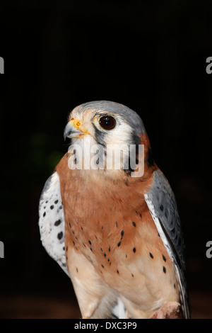 La Crécerelle d'Amérique (Falco sparverius), est parfois connu sous le nom de l'épervier, est un petit pèlerin Banque D'Images