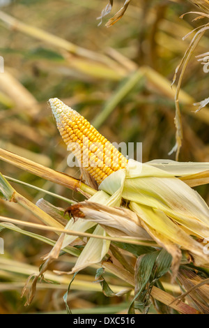 Des épis de maïs dans un champ agricole avec la couverture décollée pour exposer les grains jaunes mûrs prêts pour la récolte en tant qu'aliment de l'alimentation humaine ou du fourrage pour le bétail Banque D'Images