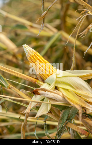 Des épis de maïs dans un champ agricole avec la couverture décollée pour exposer les grains jaunes mûrs prêts pour la récolte en tant qu'aliment de l'alimentation humaine ou du fourrage pour le bétail Banque D'Images