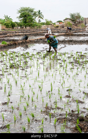 Paysans cultivant le riz en Piura, Pérou. Banque D'Images