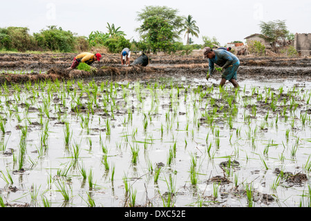 Paysans cultivant le riz en Piura, Pérou. Banque D'Images