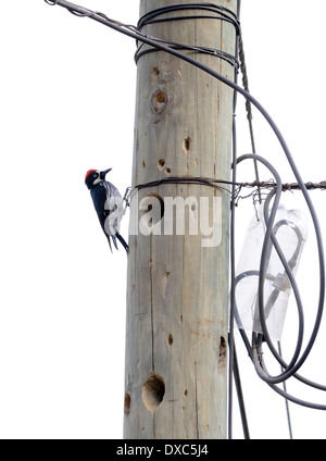 Un homme Acorn Woodpecker (Melanerpes formicivorus) à l'extérieur d'un trou creusé dans la nidification d'un poteau télégraphique. Guatemala Banque D'Images