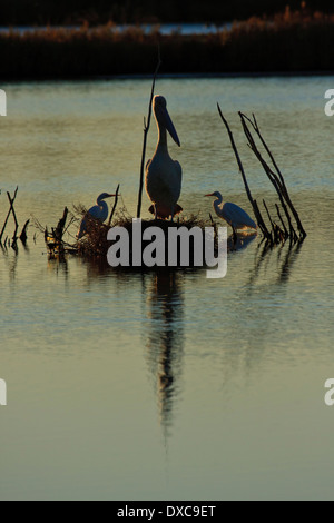 Pelican Pelecanus conspicillatus australienne ( ) et deux Grandes Aigrettes (Ardea alba ) se percher au coucher du soleil Banque D'Images