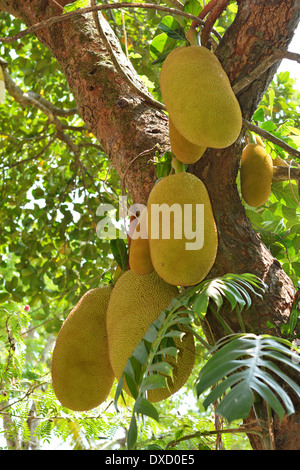 Jack fruits Banque D'Images