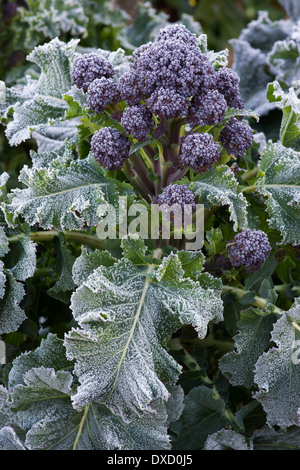 Early Purple Sprouting brocoli givrée dans un jardin potager Banque D'Images