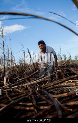 Un agriculteur de la canne à sucre La canne à sucre les récoltes sur une plantation à Belize. La canne à sucre est transformé et vendu comme du sucre Fairtrade Banque D'Images