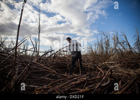 Un agriculteur de la canne à sucre La canne à sucre les récoltes sur une plantation à Belize. La canne à sucre est transformé et vendu comme du sucre Fairtrade Banque D'Images