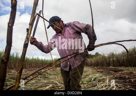 Un agriculteur de la canne à sucre La canne à sucre les récoltes sur une plantation à Belize. La canne à sucre est transformé et vendu comme du sucre Fairtrade Banque D'Images