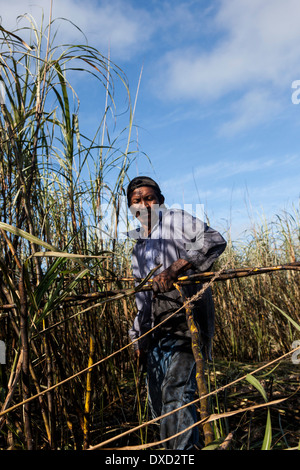 Un agriculteur de la canne à sucre La canne à sucre les récoltes sur une plantation à Belize. La canne à sucre est transformé et vendu comme du sucre Fairtrade Banque D'Images