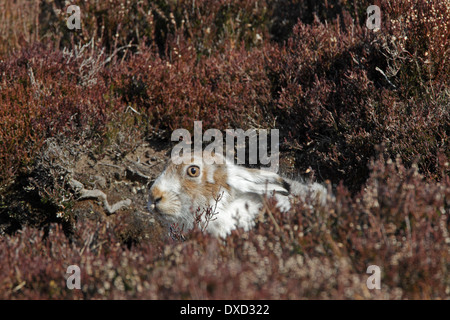 Lièvre la mue de l'hiver à l'été manteau sur Heather Banque D'Images