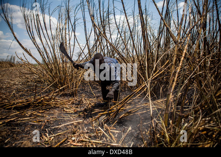 Les ouvriers agricoles de la canne à sucre de canne à sucre de récolte sur une plantation au Malawi, l'Afrique Banque D'Images