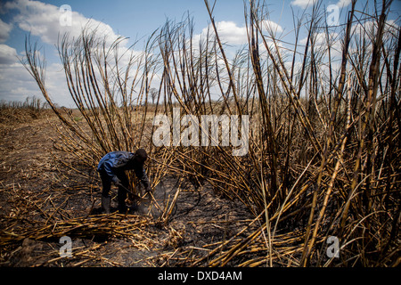 Les ouvriers agricoles de la canne à sucre de canne à sucre de récolte sur une plantation au Malawi, l'Afrique Banque D'Images