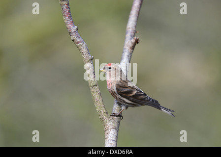 Petit redpoll (cabaret Acanthis) perché sur une branche. Banque D'Images