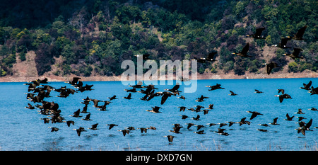 Un troupeau de cormorans sur la rivière Ramganga Banque D'Images