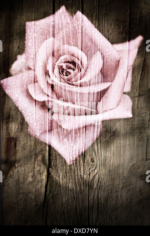 Belle fleur rose rose avec des gouttes d'eau de plus en jardin. Dans un style vintage floral background Banque D'Images