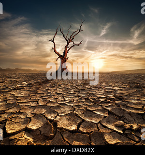 Le réchauffement de la concept. En vertu de l'arbre mort solitaire soirée spectaculaire à ciel coucher de soleil paysage désert craquelé par la sécheresse Banque D'Images