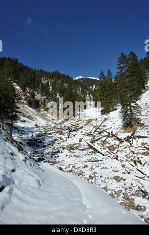 Grumes d'arbres dans un fossé dans la région des Alpes enneigées, Bavière, Allemagne Banque D'Images