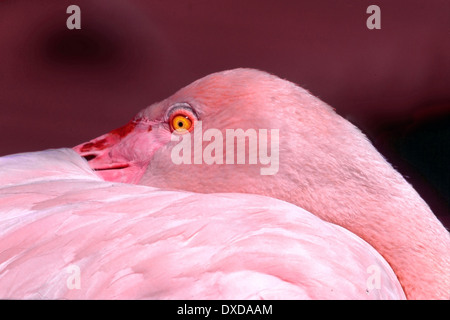 ( Phoenicopterus roseus flamant rose Dougall) au repos avec des yeux ouverts Banque D'Images