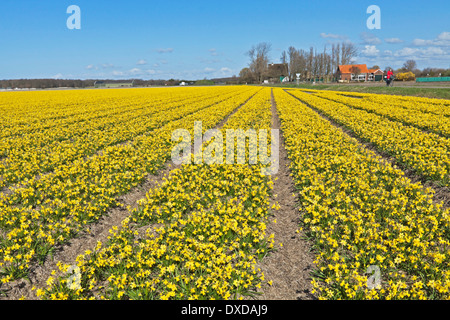 Printemps : un grand angle de visualisation des champs de tulipes de jonquilles, Noordwijkerhout, Hollande méridionale, Pays-Bas. Banque D'Images