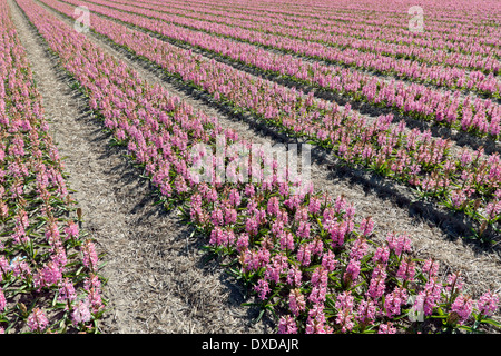 Printemps dans les Pays-Bas : interminables rangées de jacinthes roses, à pleine floraison pic à Noordwijk, Pays-Bas du Sud. Banque D'Images