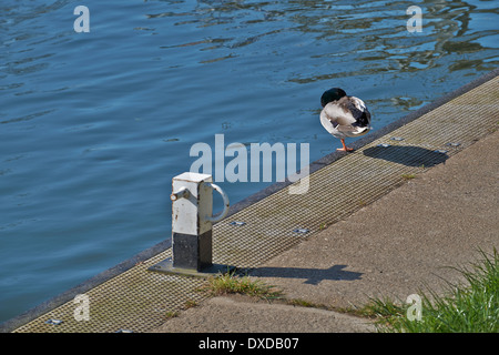 Canard colvert reposant sur rivière Cam quayside Banque D'Images