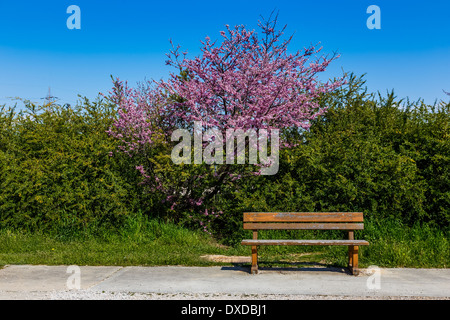 Banc de parc avec Lonely au feuillage vert et l'arbre fleuri à l'arrière, tourné au printemps ou l'été Banque D'Images