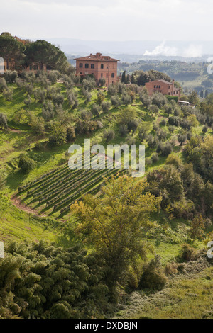 Vue sur la campagne toscane en dehors de Sienne, Toscane, Italie. Une petite exploitation avec vignoble et oliviers sur une colline verdoyante. Banque D'Images