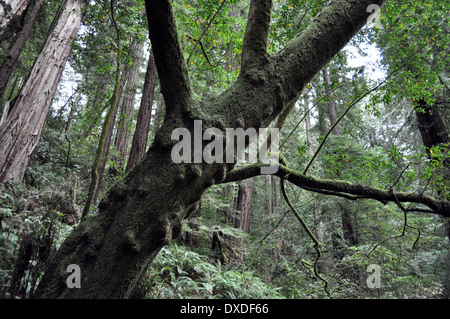 Au plus profond de Muir Woods. Banque D'Images