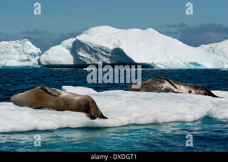 Hydrurga leptonyx, le Léopard de mer, reposant sur l'iceberg près de la colonie de pingouins, Pleneau Island, Péninsule Antarctique Banque D'Images