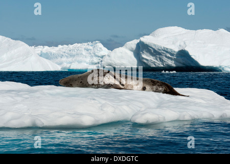 Hydrurga leptonyx léopard, joint, reposant sur l'iceberg, Pleneau Island, Péninsule Antarctique Banque D'Images