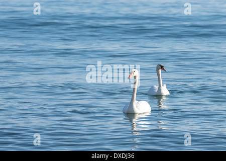 Deux gros plan d'eau turquoise sur swan Banque D'Images