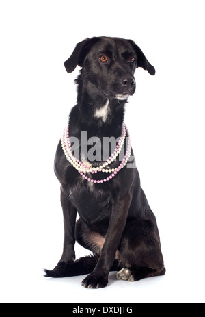 Croisé labrador retriever in front of white background Banque D'Images