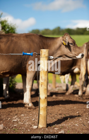 Mise en place d'une clôture électrique le long de la voie de la ferme pour garder les bovins laitiers. L'Écosse. Banque D'Images