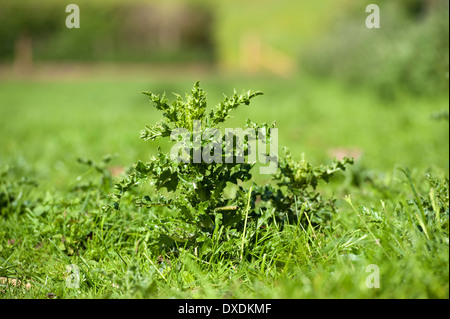 Chardon, Cirsium arvense, en pâturage. L'Écosse. Banque D'Images